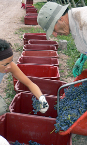 Selecting grapes 