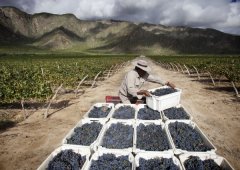 Día de cosecha