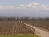 Catena Zapata - Viñedos