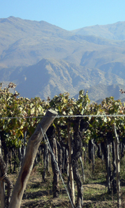 Viñedos en Salta